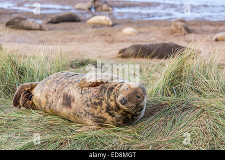 Phoque gris, Halichoerus grypus, couché dans l'ammophile dans les dunes au Donna Nook national nature reserve, Lincolnshire, Angleterre, Banque D'Images