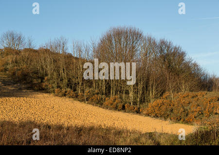 Éruption de dunes entre les arbres et de l'argousier, Merthyr Mawr, Pays de Galles, Royaume-Uni Banque D'Images