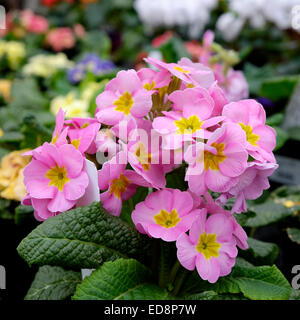 Melanium ou rose fleur dans un petit groupe. Banque D'Images