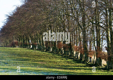 Fagus sylvatica. Haie de hêtre en hiver la lumière dans la campagne écossaise Banque D'Images