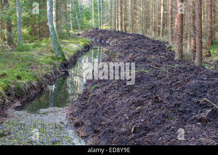 Nouveau creusement de fossés de drainage dans les bois Banque D'Images