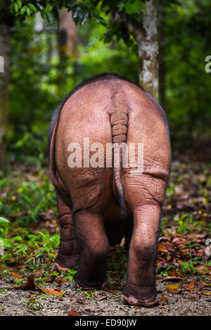 Veau rhinocéros de Sumatra Andatu (2,5 ans) au sanctuaire de rhinocéros de Sumatra, le Parc National de Way Kambas. Banque D'Images