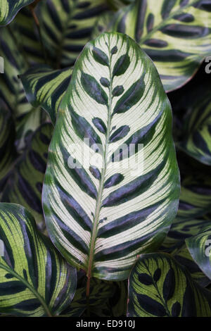 Calathea makoyana laisse de plus en plus d'un environnement protégé. Peacock les feuilles des plantes. Banque D'Images