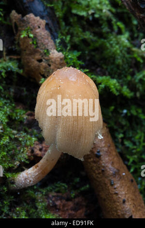 Close up macro photo d'un champignon sur bois humide sol Banque D'Images