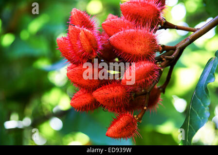 Les fruits rouges de l'achiote (Bixa orellana) arbre. Photographié dans la province de Guantanamo, Cuba Banque D'Images