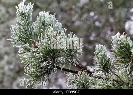 Contexte de branches d'arbre glacé de pin avec le gel Banque D'Images