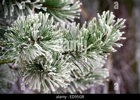 Contexte de branches d'arbre glacé de pin avec le gel Banque D'Images
