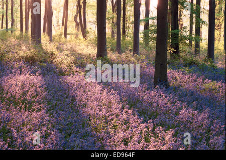 Lever du soleil dans un bois Bluebell anglais dans le Wiltshire. Fleurs rétro-éclairés et dramatique de l'éclairage. Banque D'Images