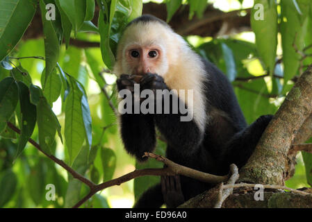 Capucin à face blanche (alias l'érismature à tête blanche, Capucin capucin à gorge Cebus Capucinus) - alimentation, Manuel Antonio, Costa Rica Banque D'Images