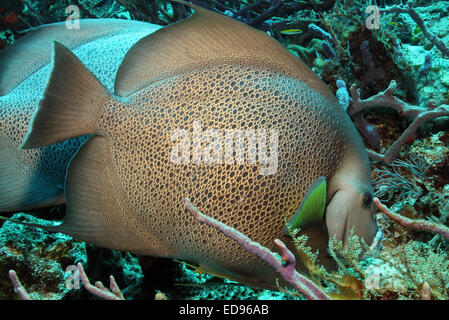 Gray Angelfish Pomacanthus Arcuatus) (Couple, Cozumel, Mexique Banque D'Images