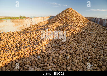 Tracteur avec remorque dans la récolte d'amandes bio Monegros. Aragon, Espagne Banque D'Images