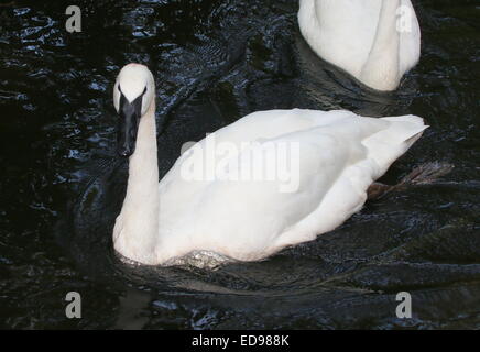 L'Amérique du Nord Le cygne (Cygnus buccinator) Banque D'Images