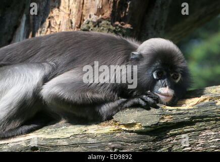 Feuille sombre de l'Asie du Sud-Est (singe Trachypithecus obscurus). Aussi connu sous le nom d'ours à lunettes ou langur monkey feuille à lunettes Banque D'Images