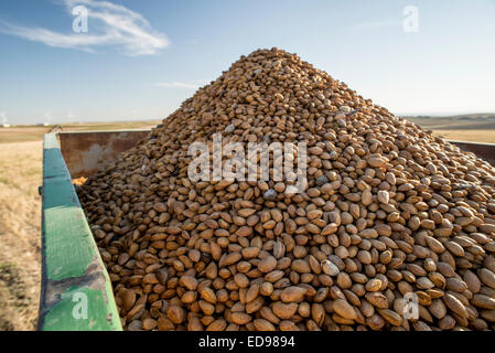 Tracteur avec remorque dans la récolte d'amandes bio Monegros. Aragon, Espagne Banque D'Images