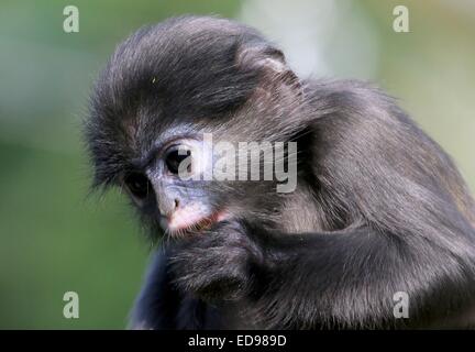 L'Asie du Sud-Est bébé Dusky leaf monkey (Trachypithecus obscurus). Aussi connu sous le nom d'ours à lunettes ou langur monkey feuille à lunettes Banque D'Images