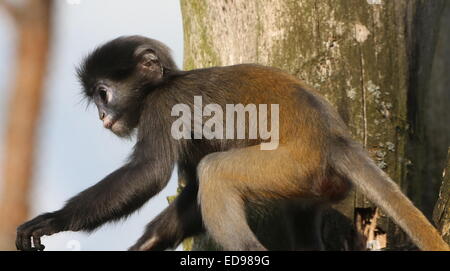 L'Asie du Sud-Est pour mineurs Dusky leaf monkey (Trachypithecus obscurus). Aussi connu sous le nom d'ours à lunettes ou langur monkey feuille à lunettes Banque D'Images