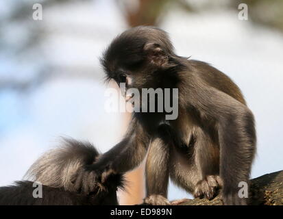 Les jeunes feuilles sombre de l'Asie du Sud-Est (singe Trachypithecus obscurus). Aussi connu sous le nom d'ours à lunettes ou langur monkey feuille à lunettes Banque D'Images