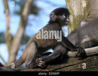 L'Asie du Sud-Est pour mineurs Dusky leaf monkey (Trachypithecus obscurus). Aussi connu sous le nom d'ours à lunettes ou langur monkey feuille à lunettes Banque D'Images