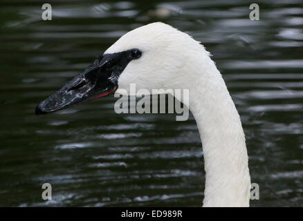 L'Amérique du Nord Le cygne (Cygnus buccinator), close-up de tête et bec noir Banque D'Images