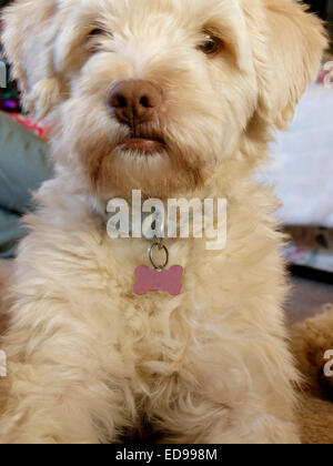 Close up of small white dog Banque D'Images