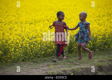 Munshigonj, au Bangladesh. 2 Jan, 2015. Enfants jouant dans le champ se joint au Bangladesh.Alors que l'hiver s'approfondit dans ce pays qui se trouve en travers le Tropique du Cancer, le paysage est coloré, à travers le pays, avec de vastes étendues de champs de moutarde, un nombre impressionnant de prêt, à la qualité presque magique, presque sans fin sur les plaines deltaïques. © Zakir Hossain Chowdhury/ZUMA/Alamy Fil Live News Banque D'Images