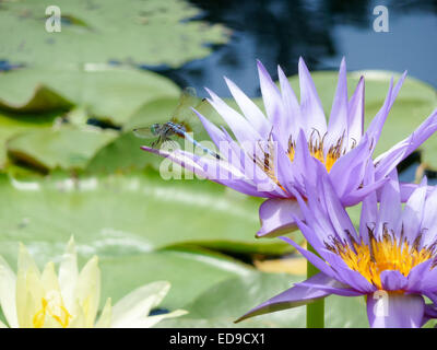 La lumière bleu libellule sur une fleur de nénuphar nymphea violet, Texas, US Banque D'Images