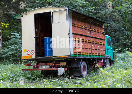 Dans les ruches de camion garé en forêt, Cerknica, Slovénie Banque D'Images