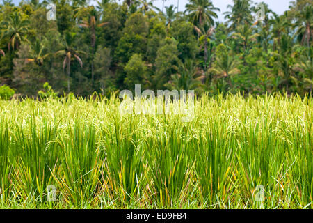 De plus en plus les plants de riz dans les rizières de Jatiluwih rizières à Bali, Indonésie. Banque D'Images