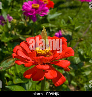 Papillon jaune soufre (Gonepteryx rhamni) sur fleur dahlia rouge. Banque D'Images