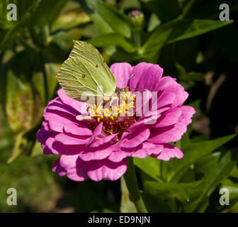 (Gonepteryx rhamni Brimstone Butterfly) sur Dahlia fleur, vit en Europe. Banque D'Images