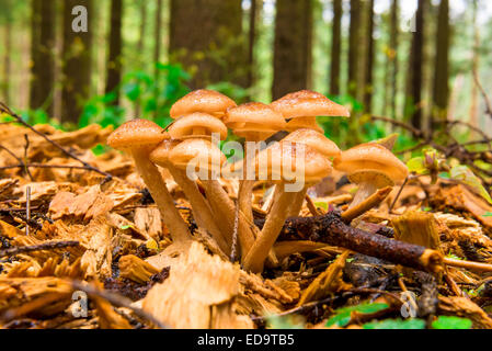 Groupe de champignons agarics miel close-up dans les bois Banque D'Images