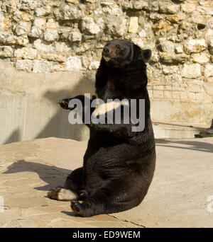 Ours noir d'Asie (Ursus thibetanus). Banque D'Images