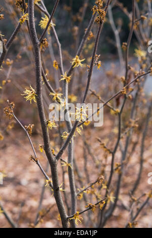 Hamamelis floraison arbuste en hiver. L'hamamélis fleurs. Banque D'Images