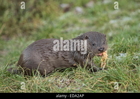 Les jeunes Otter sur banque d'herbe manger en hiver Banque D'Images