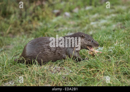 Les jeunes Otter sur banque d'herbe manger en hiver Banque D'Images