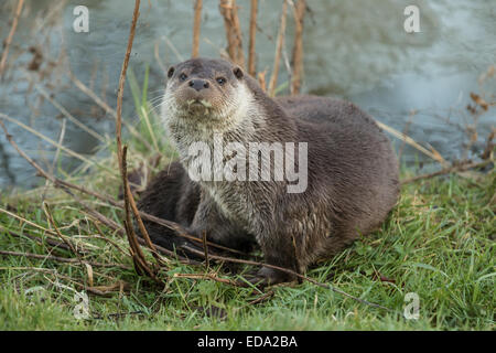 Otter assis sur étang gelé par la banque Banque D'Images