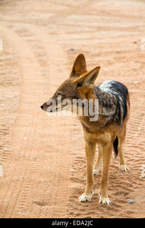 Jackal dans le désert de Namibie, Sossusveli Banque D'Images