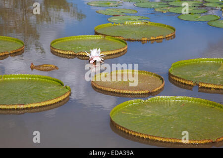 Les feuilles géantes du roi lotus / Victoria Amazonica dans les jardins botaniques de Menglun, province du Yunnan, Chine Banque D'Images