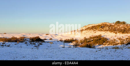 La lumière du soleil tôt le matin sur Berkheide, une zone dunaire entre Katwijk aan Zee et Wassenaar, offrant un cadre tranquille et sereine de l'humeur. Banque D'Images