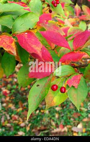 Photinia villosa ( Photinia Oriental ) à l'automne Banque D'Images