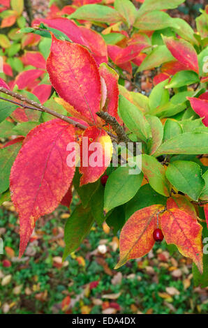 Photinia villosa ( Photinia Oriental ) à l'automne Banque D'Images