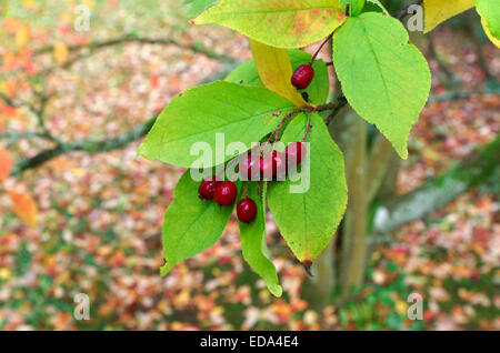 Photinia villosa ( Photinia Oriental ) à l'automne Banque D'Images