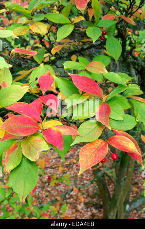 Photinia villosa ( Photinia Oriental ) à l'automne Banque D'Images