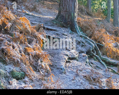 Frosty Forest Floor, Lickey Hills Country Park, Worcestershire, Angleterre, RU Banque D'Images