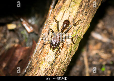 Bullet ant (Paraponera clavata) sur une branche Banque D'Images