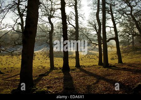 Le daim sur les bords des bois frosty lumineuse journée d'automne à Dinefwr park, National Trust site dans l'ouest du pays de Galles. Banque D'Images