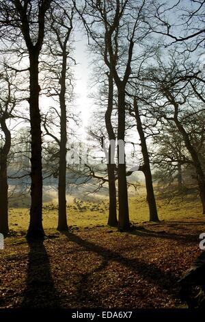 Le daim sur les bords des bois frosty lumineuse journée d'automne à Dinefwr park, National Trust site dans l'ouest du pays de Galles. Banque D'Images