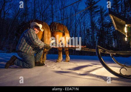 Un cowboy prépare un trajet en carriole dans les forêts du New Hampshire. Banque D'Images