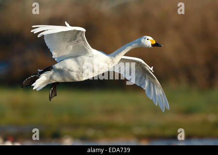 Le cygne de Bewick (Cygnus columbianus bewickii), adulte, en vol, la préparation à la terre, Slimbridge, Gloucestershire, Angleterre, Décembre Banque D'Images