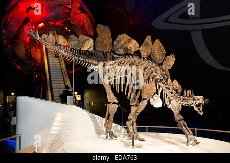 Sophie le Stegosaurus au Natural History Museum de Londres. Banque D'Images